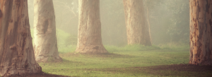 A serene forest scene unfolds, featuring a row of tall tree trunks with smooth bark. The ground is wrapped in a lush green lawn, and a soft mist lingers in the background, crafting a calm and peaceful atmosphere.