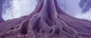 A large tree with sprawling, thick roots extends across the forest floor. Mist surrounds the tree, creating an ethereal and mysterious atmosphere. The roots are prominently textured, adding to its ancient and majestic appearance.