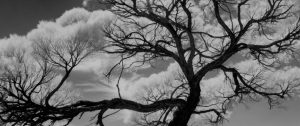 Black and white image of a large, gnarled tree with twisted branches weaving through a cloudy sky, reminiscent of an illustration. The foliage creates etheral clouds, offering an awe-inspiring display.