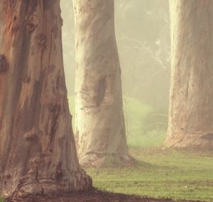 Solid trunks of eucalyptus trees are surrounded by green lawn, with fog creating a mystical woodland scene.